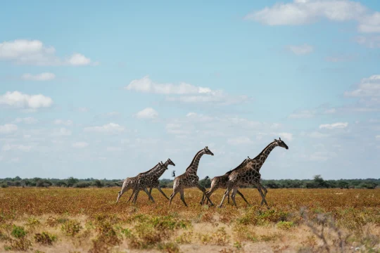 Botswana– Competitiveness and Economic Development, Industry and Business Clusters